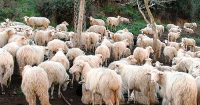 Scandalo in Sardegna sul  prezzo pagato al pastore dell’ agnello da macello IGP