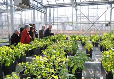 Agroinnova celebra vent’anni di cultura e ricerca in occasione della Giornata Internazionale della salute delle piante