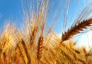 L’India ha bloccato l’export di grano