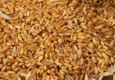 Durum Days, i giorni del grano duro. In Puglia produzione in calo del 20%