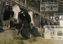 xFarm e Parmalat insieme per contribuire a rendere la filiera del latte sostenibile attraverso la transizione digitale delle stalle