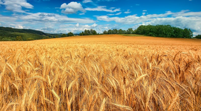Ismea stima un calo del raccolto nazionale di grano duro del 16%