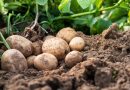 Il cambiamento climatico ridurrà la produzione totale di patate in Belgio, Paesi Bassi, Francia e Germania dal 7 all’11 % nonostante un aumento degli ettari
