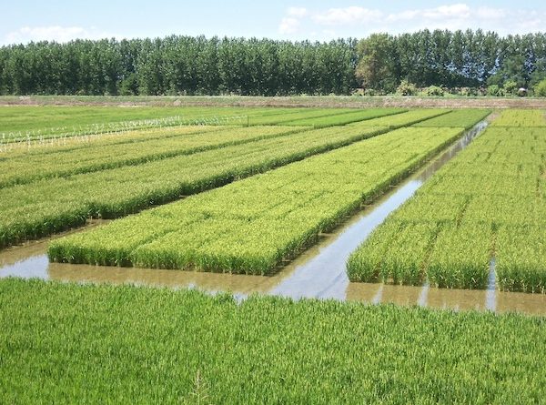 Tavolo di confronto per il riso contro la siccità