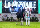Alla FAZI di Montichiari la 70ª Mostra nazionale della razza Frisona  Vince la bovina “C.M.E. Atwood Genny” dell’allevamento Errera di Mantova