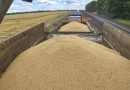 Con lo stop della Russia all’accordo sulle esportazioni di grano  dall’Ucraina nuove tensioni sui prezzi e rischi di una crisi alimentare globale