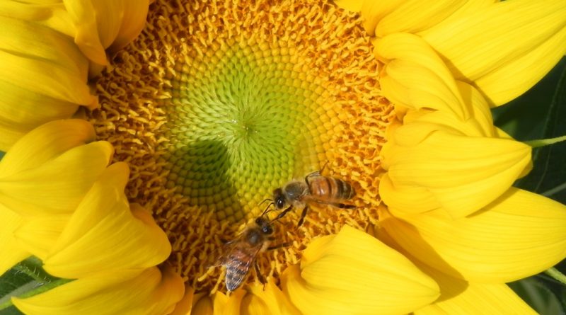 Aumentate da 9 a 17 mln risorse per settore api, firmato decreto