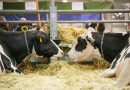 I problemi del latte in Italia e la forza del settore ovicaprino al centro del dibattito proposto nelle Fiere Zootecniche Internazionali Di Cremona