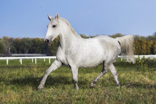 L’allevamento de cavalli  lipizzani è patrimonio UNESCO