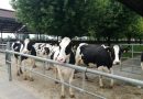 La nuova relazione dell’EFSA mostra che il bestiame dell’UE è conforme ai regolamenti sui medicinali veterinari
