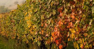Confagricoltura: la minaccia della Flavescenza sul patrimonio viticolo italiano. l’appello del presidente Giansanti alle istituzioni