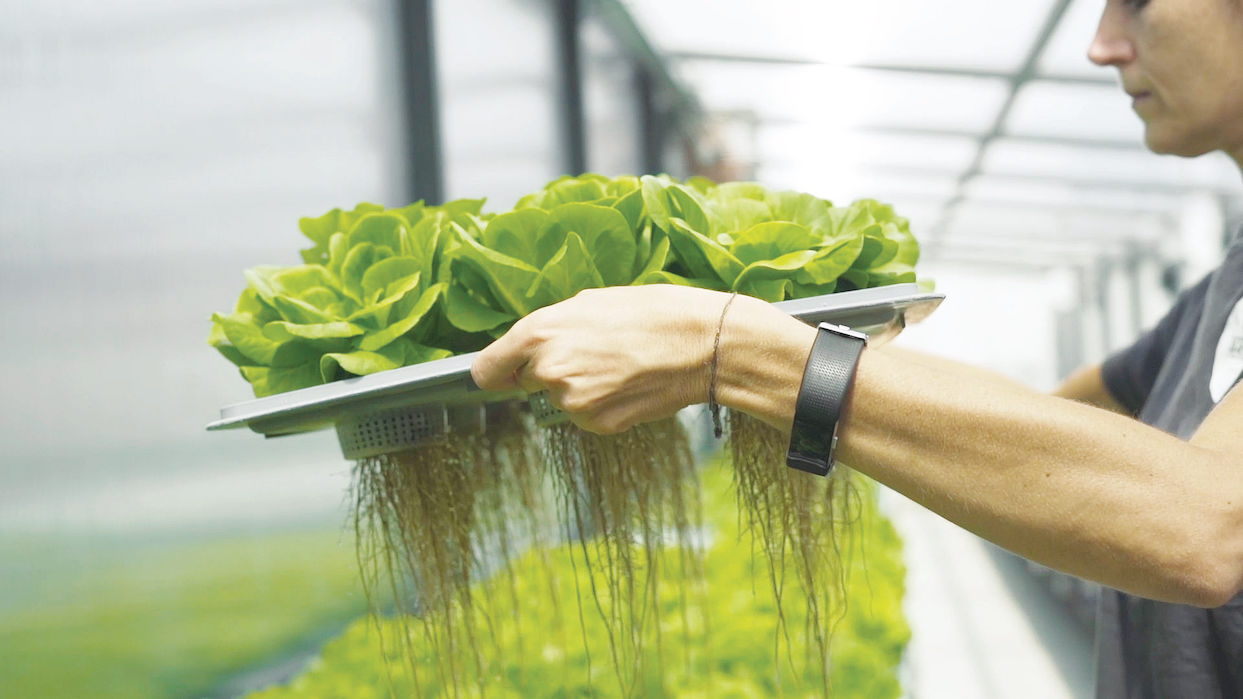 Agricooltur La Startup Italiana Leader Nella Coltivazione Aeroponica 