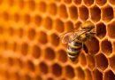 Giornata mondiale delle api: FAI-Federazione Apicoltori Italiani installa alveari sulla terrazza del ministero dell’agricoltura