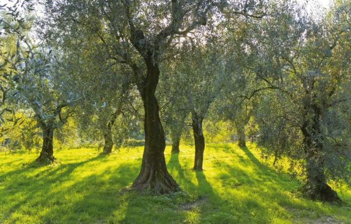 L’Appennino può guidare il rilancio dell’olivicoltura italiana 