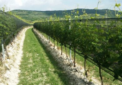 Uva da vino, Arrigoni pensa al futuro con nuove soluzioni per la difesa  dai cambiamenti climatici  