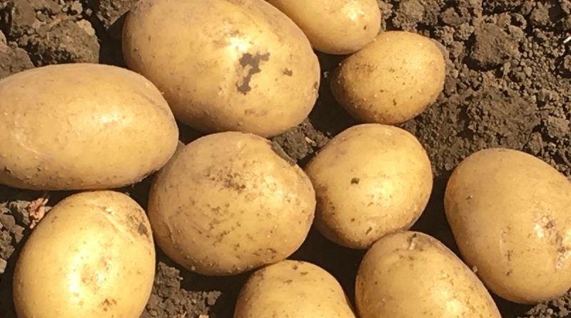 Coldiretti: addio ad 1 patata su 4, rincari record del +26%