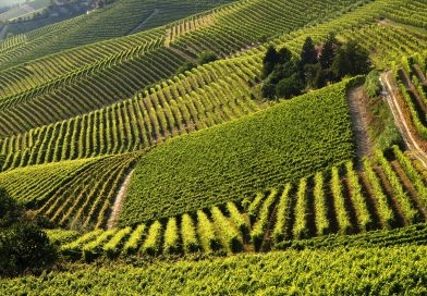 Il Consorzio Barbera d’Asti e Vini del Monferrato presenta i risultati finali di AGEBA, studio incentrato su recupero e valorizzazione del germoplasma antico della varietà Barbera per l’adattamento al cambiamento climatico