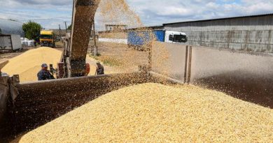 Import/export cerealicolo in Italia nel primo mese del 2024