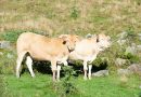 Blonde d’Aquitaine: un’eccellenza fra le carni bovine ancora da scoprire secondo la Consumer Survey di Nomisma 