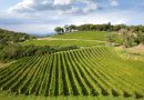 AGEA: regole chiare e rafforzamento del sistema di self control  per la vitivinicoltura italiana del futuro