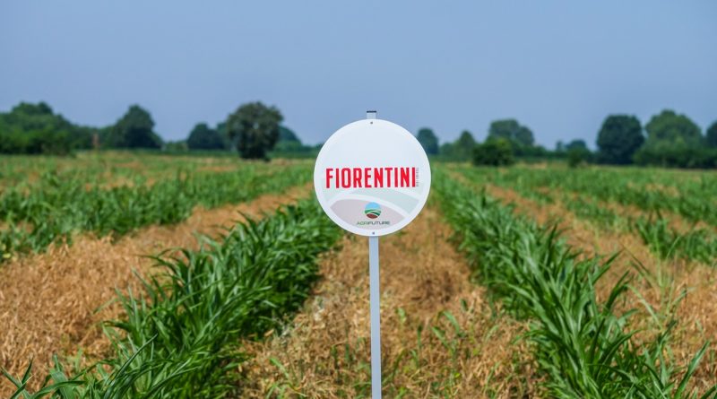 Fiorentini con Agrifuture: ecco i dati del primo raccolto di mais da agricoltura sperimentale
