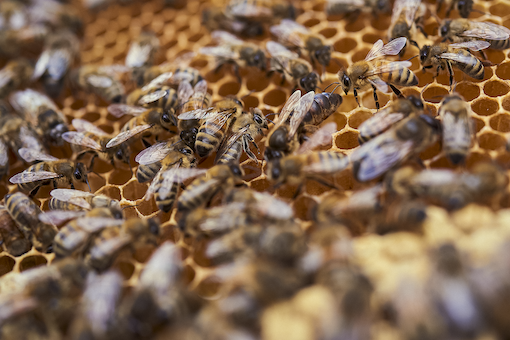 Demeter Italia celebra la Giornata Mondiale delle Api:  “Proteggere le api significa sostenere l’ecosistema”