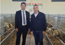 Asta on-line Arieti di Razza Sarda 2024: allevatori che investono sulla genetica e l’Assessore Gian Franco Satta a fianco del settore ovino sardo