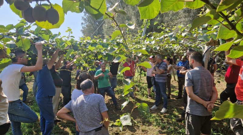 Kiwi: Apofruit pianifica di triplicare in tre anni i quantitativi dalla Calabria