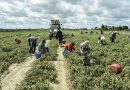 Coldiretti: nei campi italiani mancano 100mila lavoratori 