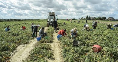 Coldiretti: nei campi italiani mancano 100mila lavoratori 