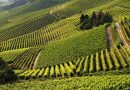 L’andamento dell’economia agricola – Anno 2024  Produzione e occupazione in crescita. Primato Ue per il valore aggiunto