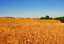 World Pasta Day, BMTI pubblica la sua analisi sui cereali  Prezzi del grano duro in calo del 10% rispetto ad un anno fa