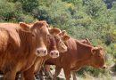 La Limousine Italiana apre l’anno con il botto: asta da record al Centro Genetico