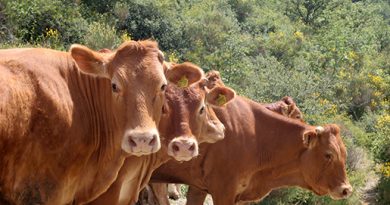 La Limousine Italiana apre l’anno con il botto: asta da record al Centro Genetico
